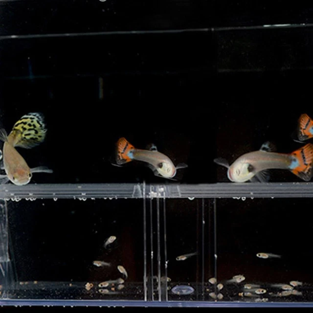 1xFish Breeding Box Shrimp Hatchery Fish Tank Incubator Isolation Aquarium K3H4