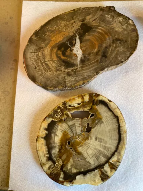 RARE! Slabs of Petrified PINE Tree and Petrifed CATALPA Tree from USA!