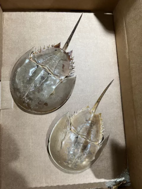 2-Northern horseshoe crabs, Dried, 13 Inches And 11 Inches.