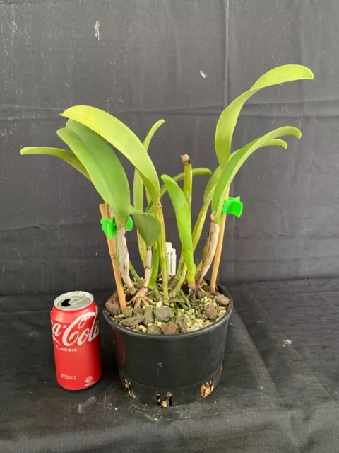 RON Cattleya Orchid Special Quality Div Rlc. Chunyeah 'Tzeng-Wen' AM/AOS (B706) 2