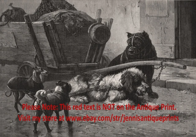 Dogs Pulling Dog Cart Greet Pug & Whippet, Large 1890s Antique Print & Article Dogs Pulling Dog Cart Greet Pug & Whippet, Large 1890s Antique Print & Article