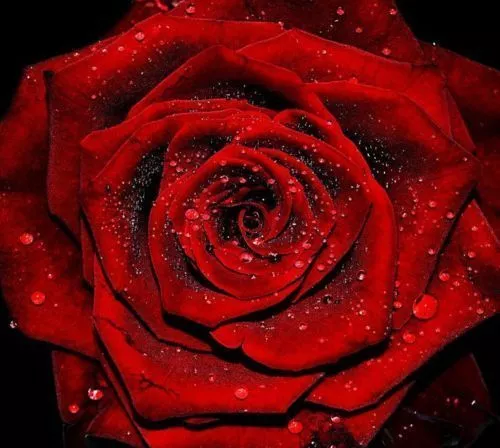 70 SEMI DI ROSA scarlet-rose