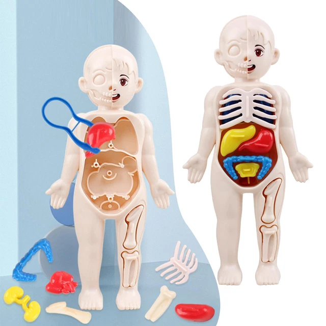 MONTESSORI 3D PUZZLE Human Body Anatomy Model Kid Educational Learning ...