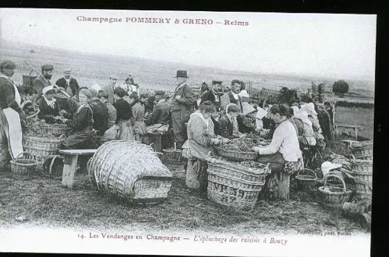 Reims Travail De La Vigne Champagne Greno Pommery