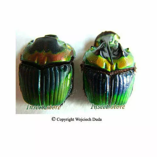 Sulcophanaeus imperator imperator -pair, Big size, beautiful! male A-, female A1