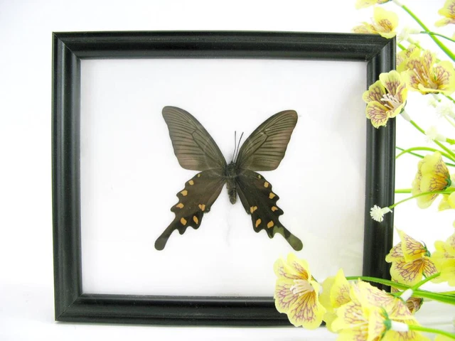 Nice butterfly - beautiful real butterfly prepared - framed- museum quality