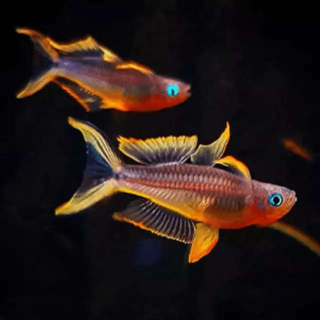Group of 5+1 Live Juvenile Forktail Rainbowfish Freshwater Tropical Fish A+++