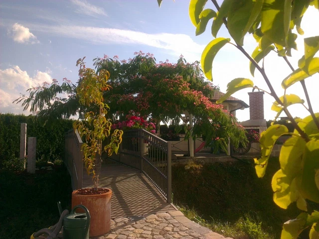 ALBIZIA JULIBRISSIN ROSEA Seidenbaum Schlafbaum 350cm SOLIT R ALBIZIA JULIBRISSIN ROSEA Seidenbaum Schlafbaum 350cm SOLIT R