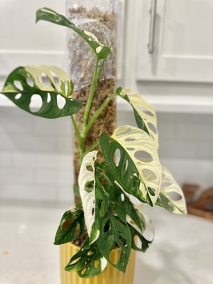美しい adansonii +4Monstera マドカズラ斑入り Giant 大型G2 21mm 