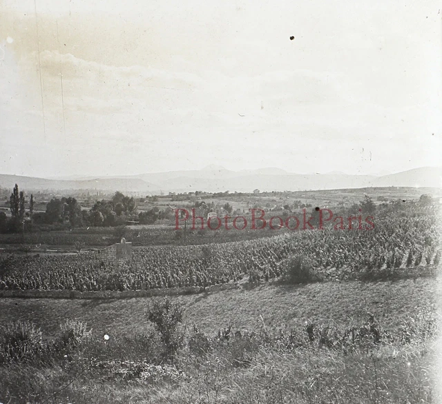 FRANCE Paysage Vignoble Vignes c1920 Photo Plaque de verre Vintage V28L29n11