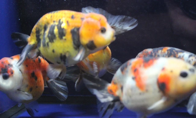 Live Calico Ranchu Med. Goldfish for fish tank, koi pond or aquarium 3