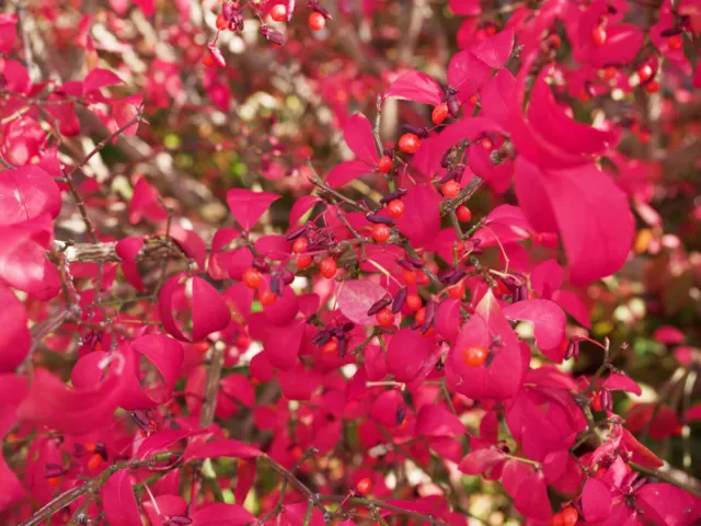 EUONYMUS ALATUS, Winged (dwarf) Spindle, stunning autumn display, rare, 30-40cm