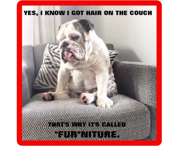 Funny English Bull Dog Hair On Couch  Refrigerator / Tool  Box  Magnet