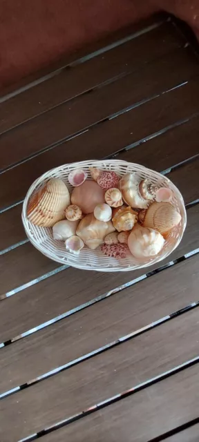 Basket of Florida Sea Shells