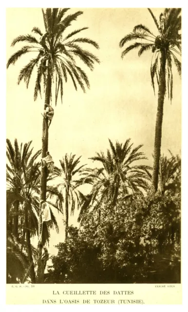 Document ancien la cueillette des dattes oasis de Tozeur Tunisie