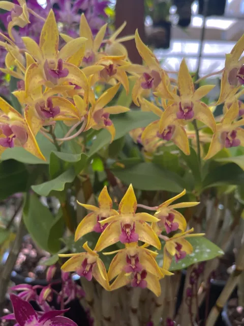 Orchid Dendrobium Jazz Quality division