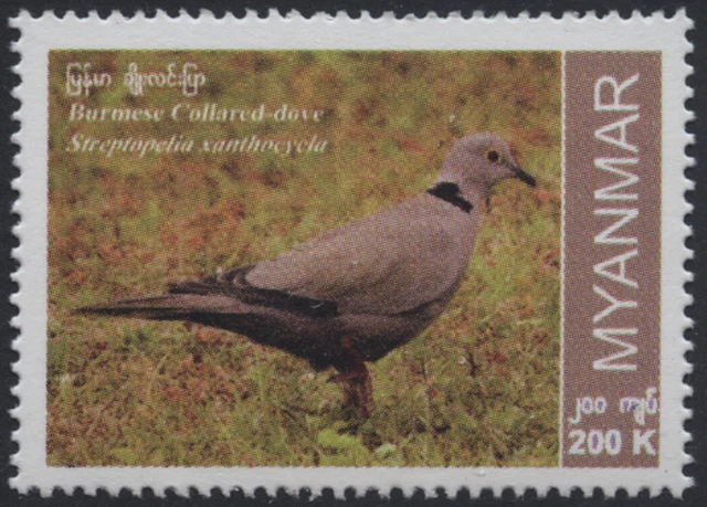 Myanmar Burma 2023 "Einheimische Vogelarten" Steptopelia xanthocycla, MiNr neu