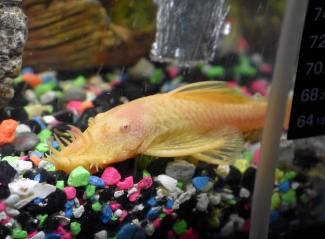 ALBINO BRISTLENOSE PLECO Juvenile (1) Freshwater 1.5" Sucker Fish Tank Bred