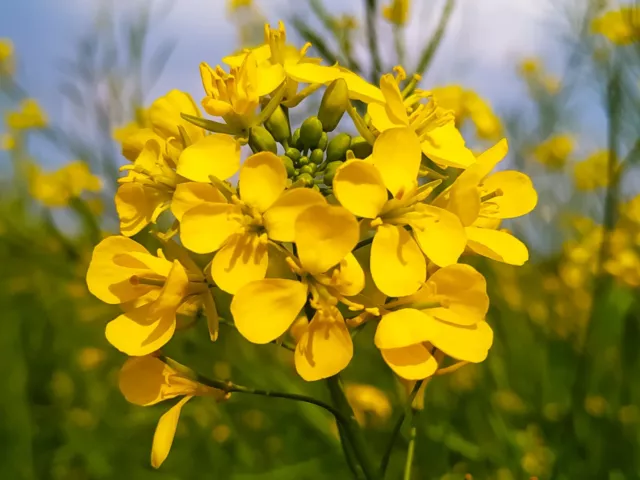 3000+ Samen Gelbsenf Weißsenf Sinapsis alba Bienenweide Gründüngung Wildblume