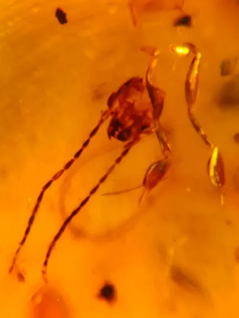 uncommon unknown bug Burmite Myanmar Burmese Amber insect fossil dinosaur age