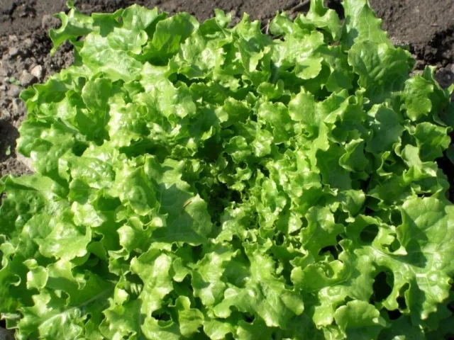 LECHUGA PARA ENSALADA - SUPERRESISTENTE AL FRÍO 400+ Semillas Seed Graines L 029