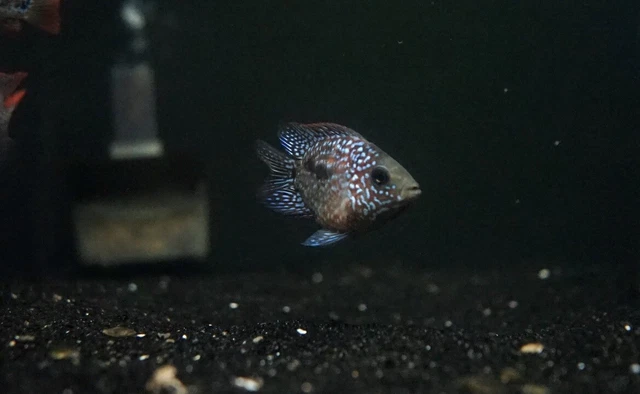 Short Body Super Red Texas T13 1"-1.5" cichlid Live Tropical fish