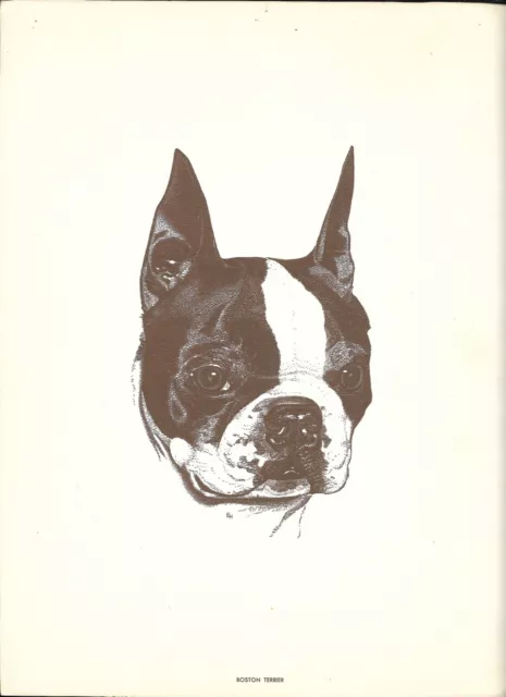 1960s Sepia-Tone Print, Ralston Purina Boston Terrier Dog Portrait Signed EPP