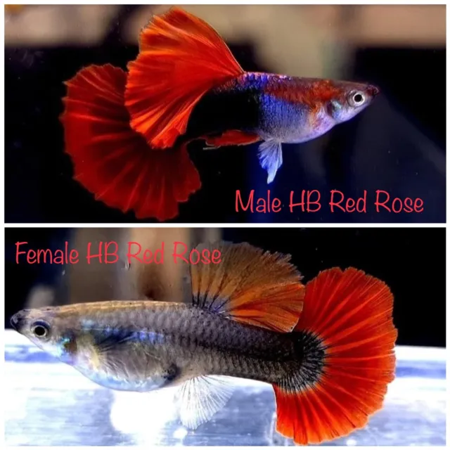 1 Pair Live Guppy Fish - HB Red Rose - High Quality