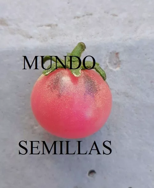 Tomate cereza rosa   cherry  20 semillas -  seeds huerto jardin