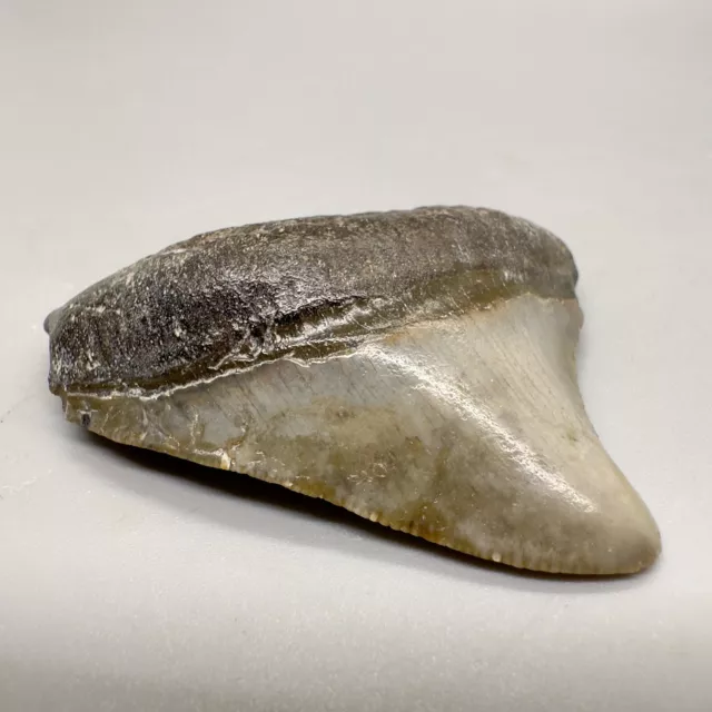 Colorful LARGE Posterior 2.02" Fossil MEGALODON Tooth - Venice, FL 2