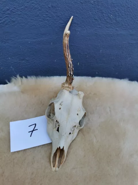 Nr. 7 Rehbock Geweih Gehörn Trophäe Deko Jagd Trophäenschild 2