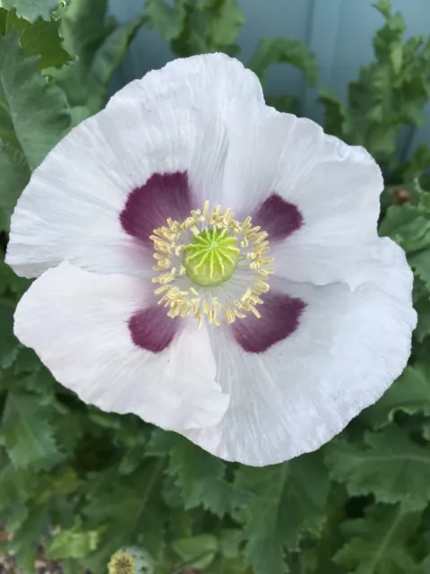 Amapola de Tasmania de Izmir (más de 500 semillas) 2