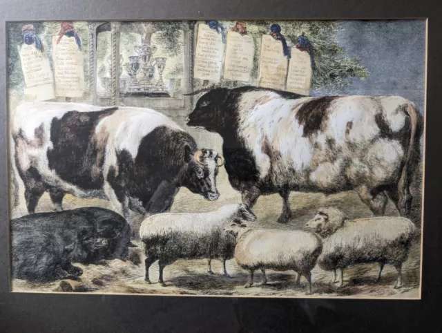 Prize Cattle, Pigs & Sheep Smithfield Club Show original woodcut 1869 Framed