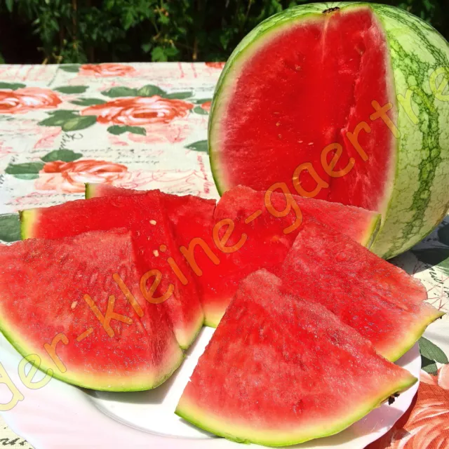 WASSERMELONE SUGAR BABY FRÜHE SORTE MELONE WASSERMELONEN SÜß & SAFTIG 10 SAMEN