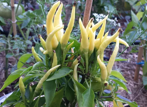 Medusa Chilli - A Rare & Very Ornamental Medium Hot Chilli Pepper - 10 Seeds