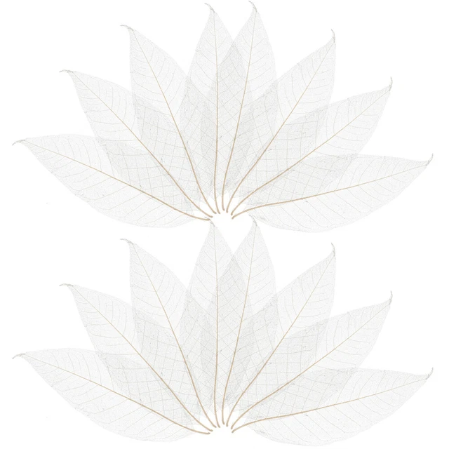 100 Pcs Skelett Natürliche Blätter Skelettblätter Hochzeitskarten Bodhi