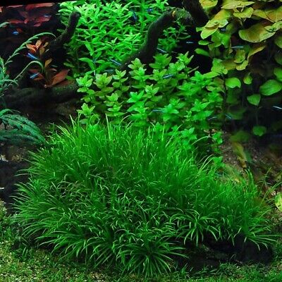 3 Stems Blyxa Japonica! Live aquarium plants beautiful! Rare!!!