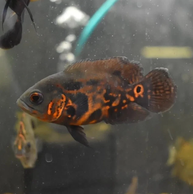 Live Tiger Oscar Cichlid (2.5" Freshwater Aquarium Fish) *PLS READ DESCR*