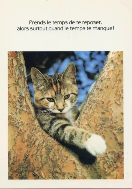 Cpsm / Carte Postale / Chat / Cat / Photo Shostal // Houtland / Brugge