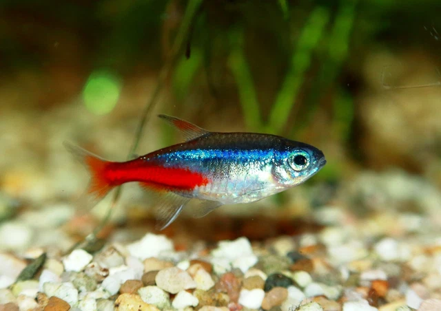 Neon Tetra (Groups of 12x25x50x100) Live Tropical Aquarium Fish Tank Tetras