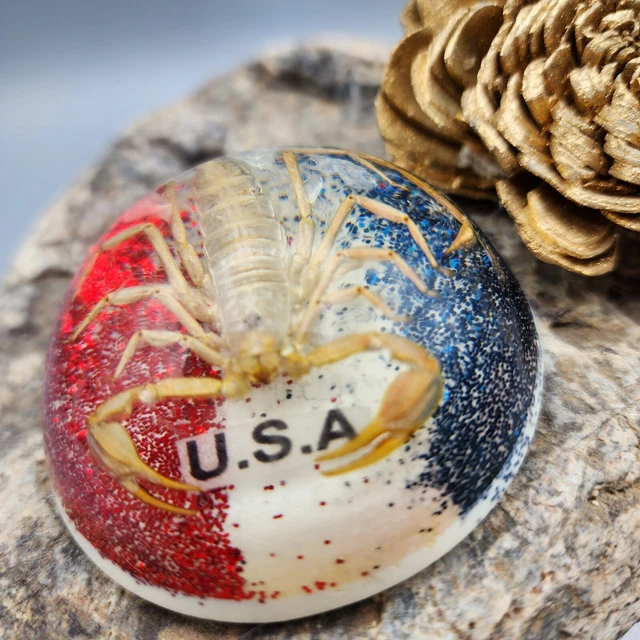 Scorpion Taxidermy Paperweight 2.5" Goth Cmas Red W Blue USA Glitter Creepy v5