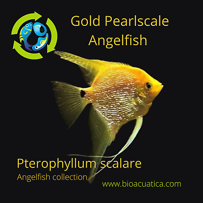 GOLD PEARLSCALE ANGELFISH CICHLID HALF DOLLAR BODY SIZE (Pterophyllum scalare)
