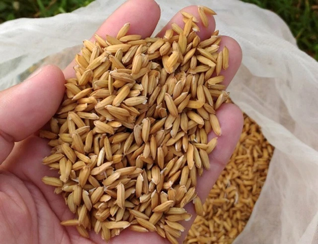 Ceylon White Rice Seeds Pure Organic Live 100% Natural Paddy Seeds A+Grade