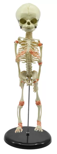 Fetus Skeleton 3D Model for Demo & Educational use.