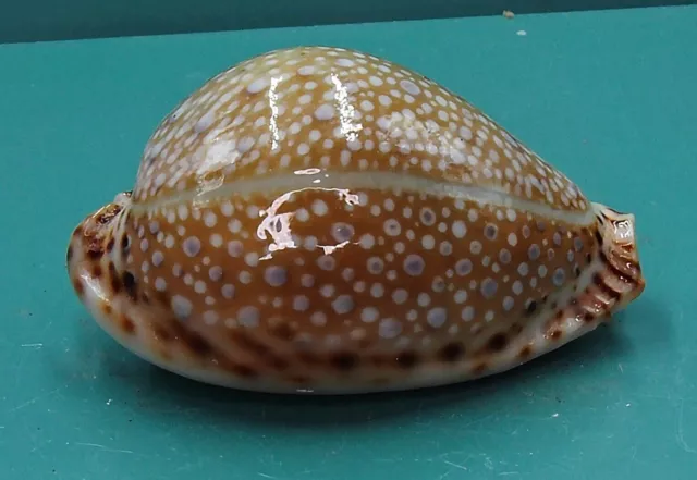 Cypraea Lamarcki  43.8   Madagascar SELECTED Conchiglia Seashell