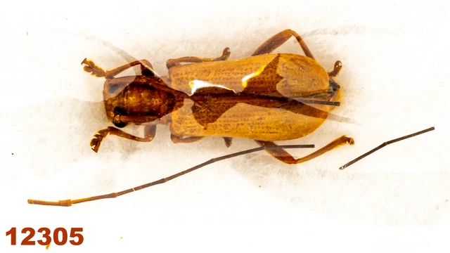Cerambycidae: Serixia sp.   A2, 10 mm , 1 pc