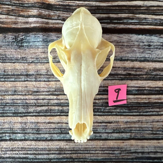 Real Red Fox Unique Animal Mount Halloween Skull Art Craft Mountain Man Canine