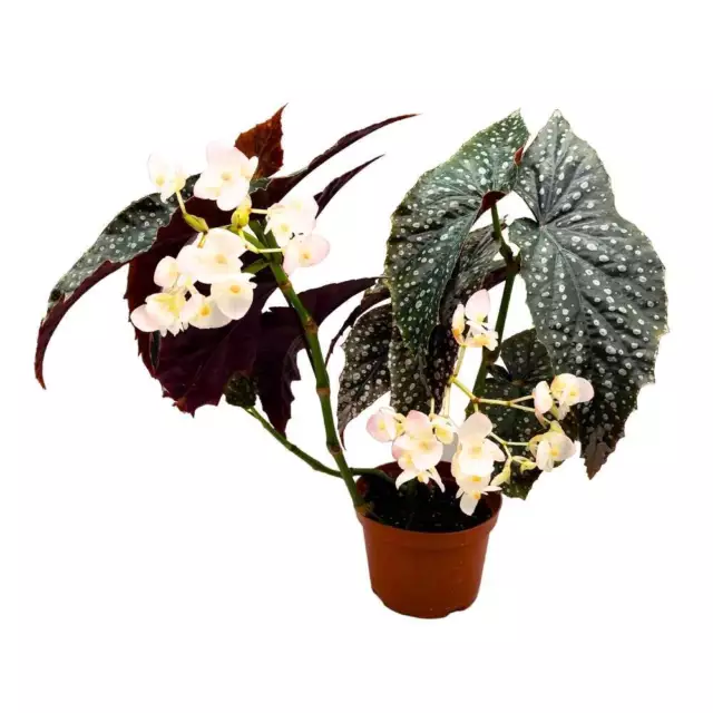 Harmony's Quasimodo Angel Wing Cane Begonia 6 inch Premium Hybrid