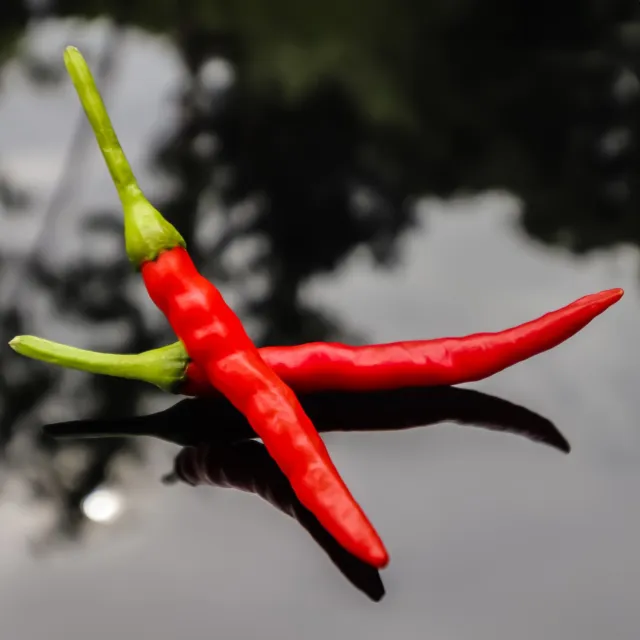Chili Samen - Thai Chili - 10 Chilisamen - sehr scharfe Peperoni für Einsteiger!