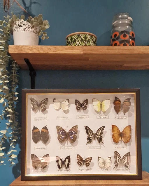 VINTAGE TAXIDERMY SPECIMEN Butterfly Display Box Frame 14x Butterflies ...